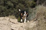 CAVALIER KING CHARLES 295